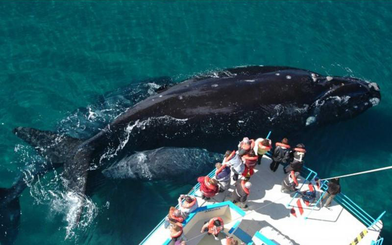 BALLENAS Y PINGUINOS EN LA PATAGONIA ACCESIBLE